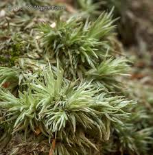 Attēlu rezultāti vaicājumam “Leucobryum juniperoideum”
