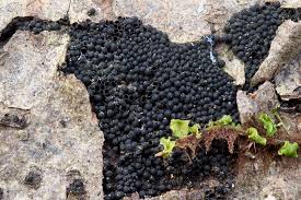 Attēlu rezultāti vaicājumam “Ruzenia spermoides”