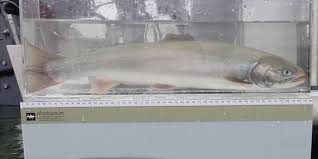 Image result for Salvelinus malma