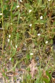 Attēlu rezultāti vaicājumam “Linum catharticum fruit”