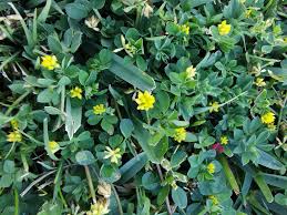 Attēlu rezultāti vaicājumam “Medicago lupulina bud”