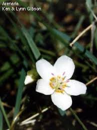Attēlu rezultāti vaicājumam “Caryophyllaceae”