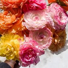 Attēlu rezultāti vaicājumam “Ranunculus mendax flower”