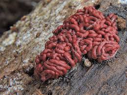 Attēlu rezultāti vaicājumam “Heterotrichia ferruginea (syn. Arcyria ferruginea)”