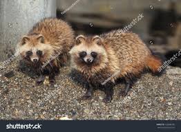 Attēlu rezultāti vaicājumam “Nyctereutes procyonoides”