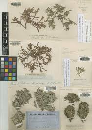 Attēlu rezultāti vaicājumam “Lycogala exiguum aggr.”