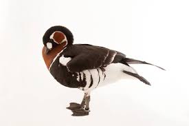 Image result for Branta ruficollis