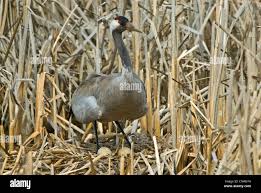 Attēlu rezultāti vaicājumam “Grus grus nest”