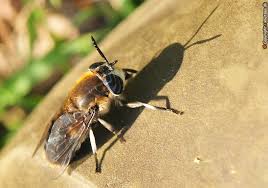 Attēlu rezultāti vaicājumam “Heptatoma pellucens”