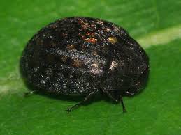 Attēlu rezultāti vaicājumam “Byrrhidae”