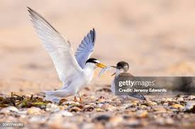 Attēlu rezultāti vaicājumam “Sternula albifrons”