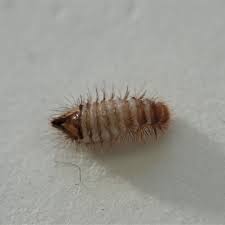 Attēlu rezultāti vaicājumam “Anthrenus sp. larva”