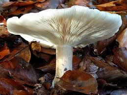 Attēlu rezultāti vaicājumam “Clitocybe nebularis”