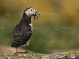 Image result for Fratercula cirrhata