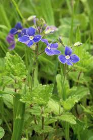 Image result for Veronica chamaedrys
