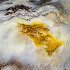 Attēlu rezultāti vaicājumam “Leucogyrophana mollusca”