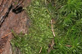 Attēlu rezultāti vaicājumam “Calypogeia suecica”