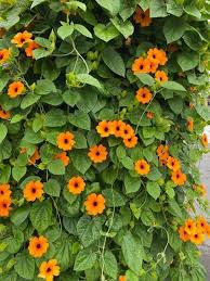 Image result for Thunbergia alata