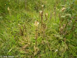 Attēlu rezultāti vaicājumam “Pedicularis sceptrum-carolinum leaf”