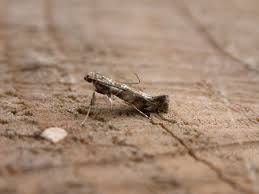 Attēlu rezultāti vaicājumam “Gracillaria syringella”