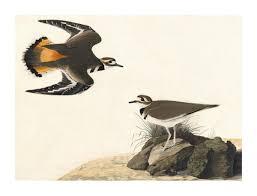 Image result for Charadrius vociferus