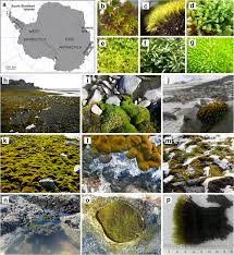 Attēlu rezultāti vaicājumam “Bryum amblyodon”