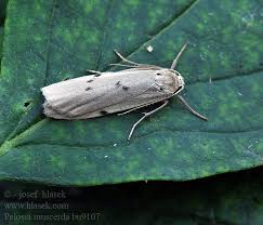 Attēlu rezultāti vaicājumam “Pelosia muscerda”