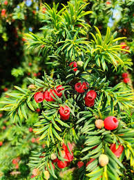 Attēlu rezultāti vaicājumam “Taxus wallichiana”