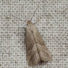 Attēlu rezultāti vaicājumam “Hypenodes humidalis”