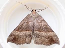 Attēlu rezultāti vaicājumam “Hypena proboscidalis”