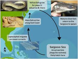 Image result for Anguilla rostrata
