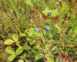 Attēlu rezultāti vaicājumam “Vaccinium angustifolium”