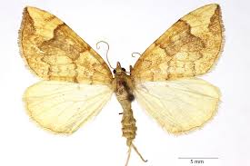 Attēlu rezultāti vaicājumam “Eulithis populata”