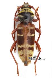 Attēlu rezultāti vaicājumam “Plagionotus detritus”