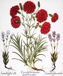 Attēlu rezultāti vaicājumam “Labiatae”