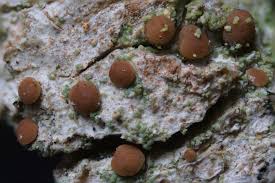 Attēlu rezultāti vaicājumam “Bacidia rubella”