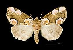 Attēlu rezultāti vaicājumam “Thyatira batis imago”