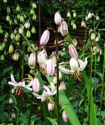 Attēlu rezultāti vaicājumam “Lilium martagon flower”