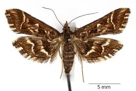 Attēlu rezultāti vaicājumam “Diasemia reticularis”