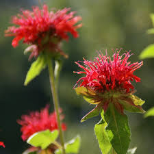 Image result for Monarda didyma