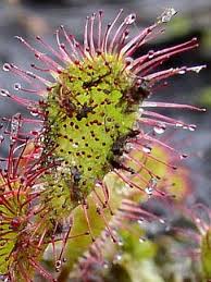 Attēlu rezultāti vaicājumam “Drosera x obovata”