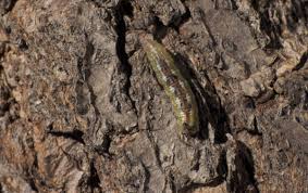 Attēlu rezultāti vaicājumam “Syrphus sp. larva”