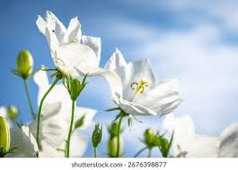 Attēlu rezultāti vaicājumam “Campanula cervicaria bud”