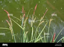 Attēlu rezultāti vaicājumam “Carex riparia”