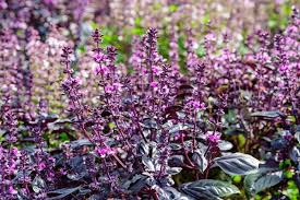 Attēlu rezultāti vaicājumam “Ocimum basilicum flower”