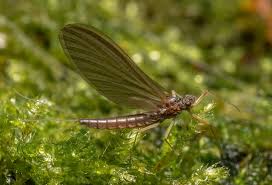 Attēlu rezultāti vaicājumam “Platydictya jungermannioides macro”