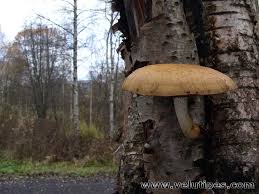 Attēlu rezultāti vaicājumam “Pholiota heteroclita”