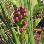 Attēlu rezultāti vaicājumam “Menyanthes trifoliata fruit”