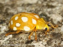 Attēlu rezultāti vaicājumam “Halyzia sedecimguttata”