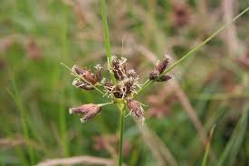 Attēlu rezultāti vaicājumam “Bolboschoenus maritimus flower”